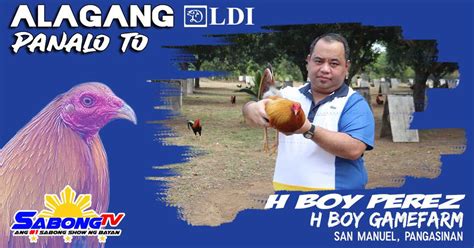 bakbakan sabong|bakbakan na videos.